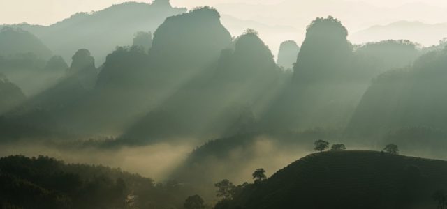 A sip of tea, a discovery of China