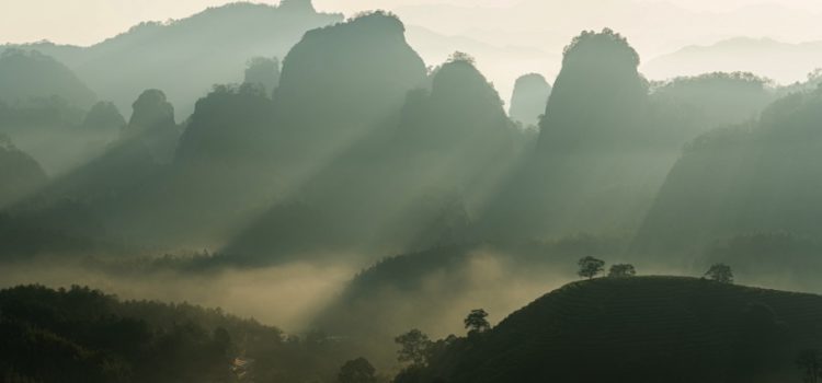 A sip of tea, a discovery of China