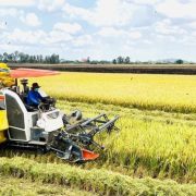 The Vietnam’s rice industry – a journey of sustainable development