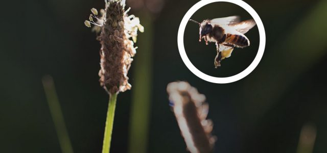 Focused on positive impact: Ricola becomes a B Corporation