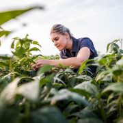 Syngenta extends leadership in fungicides with ADEPIDYN® technology