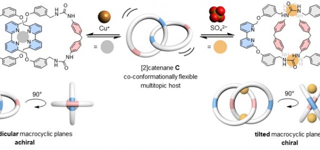 HKU Chemists Develop a Chameleon-like Molecular Chain with Dual Ion Binding Capability