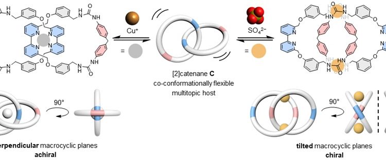 HKU Chemists Develop a Chameleon-like Molecular Chain with Dual Ion Binding Capability