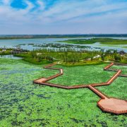 Restoring Nature: Baiyangdian’s Journey to Becoming a Bird Paradise