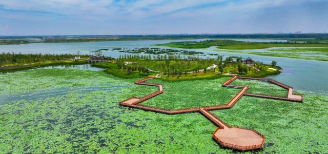 Restoring Nature: Baiyangdian’s Journey to Becoming a Bird Paradise