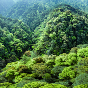 Qianjiangyuan: “China’s Amazon Rainforest” Nurtures Innovative Examples of Ecological Protection