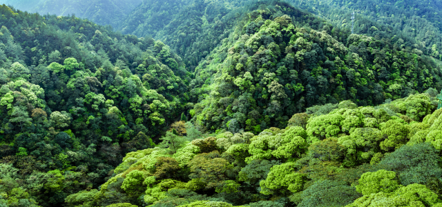 Qianjiangyuan: “China’s Amazon Rainforest” Nurtures Innovative Examples of Ecological Protection
