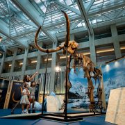 In Celebration of Sotheby’s Maison Opening Sotheby’s and LANDMARK Unveil the Largest Woolly Mammoth Public Showcase in Hong Kong
