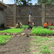 UNMISS-supported gardening program improves the health of inmates at Torit prison