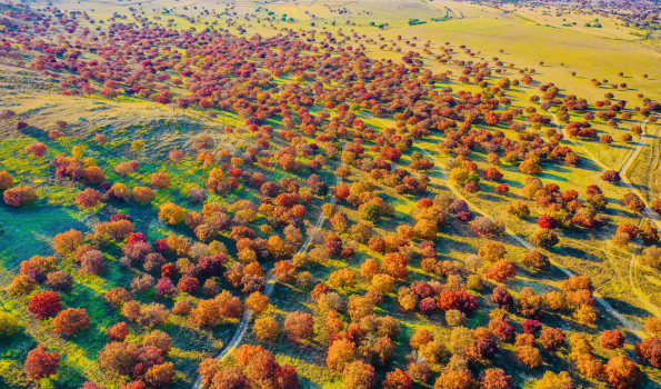 A Meeting with Beauty in Horqin Right Wing Middle Banner of Hinggan League