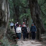 Jian’ge County in Guangyuan Hosts Handover Ceremony for Over 12,000 Ancient and Famous Trees