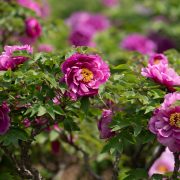 CGTN: Blooming ‘flower economy’ – Heze’s peony industry boosts development, cultural exchanges