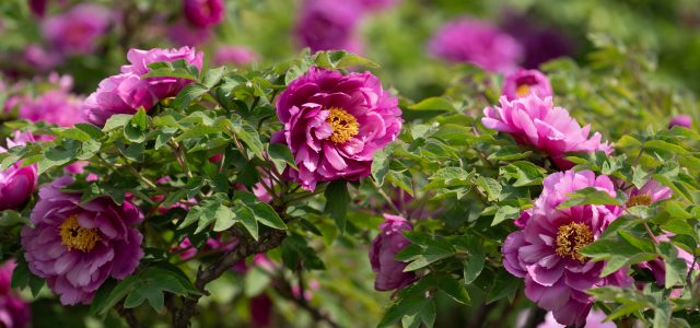 CGTN: Blooming ‘flower economy’ – Heze’s peony industry boosts development, cultural exchanges