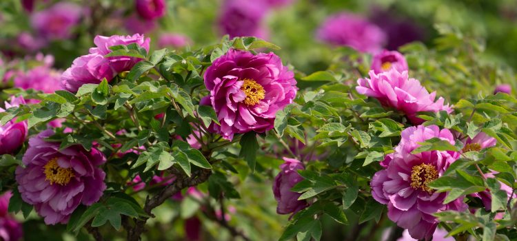 CGTN: Blooming ‘flower economy’ – Heze’s peony industry boosts development, cultural exchanges