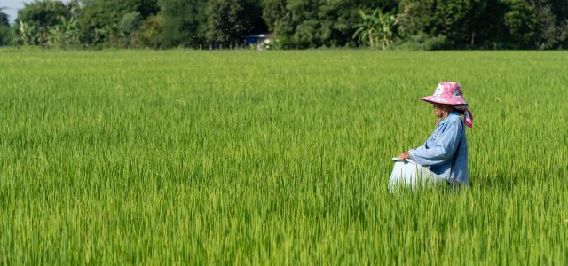 DFI Retail Group Launches Low-Carbon Rice Pilot Programme Reduces at Least 30% in GHG Emissions
