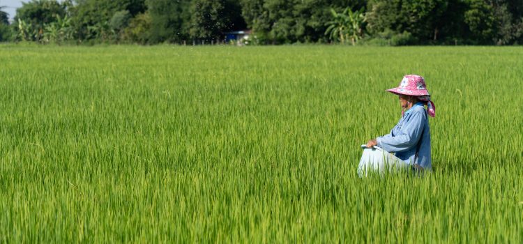 DFI Retail Group Launches Low-Carbon Rice Pilot Programme Reduces at Least 30% in GHG Emissions