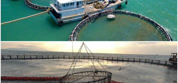 Hainan fish on global tables: testament to successful Hainan Fresh Products initiative